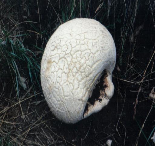 langermannia